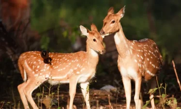 Kashmir Wildlife And Nature Tour Package